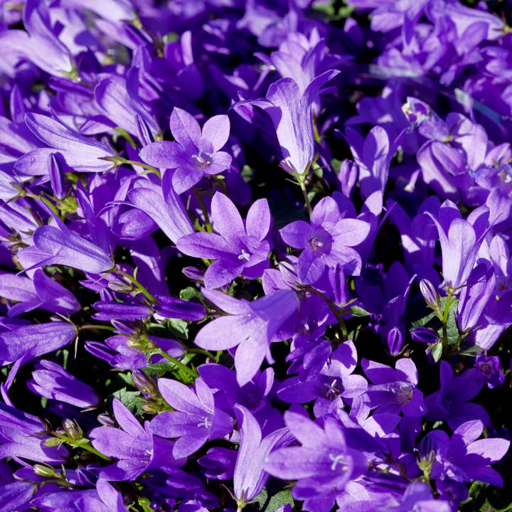 Campanula persicifolia ‘Coerulea’ – 24 piante – 10-25cm – Ø9cm – Pianta perenne blu per aiuole soleggiate e mezz'ombra per la vendita all'ingrosso da parte di Oasis of Life