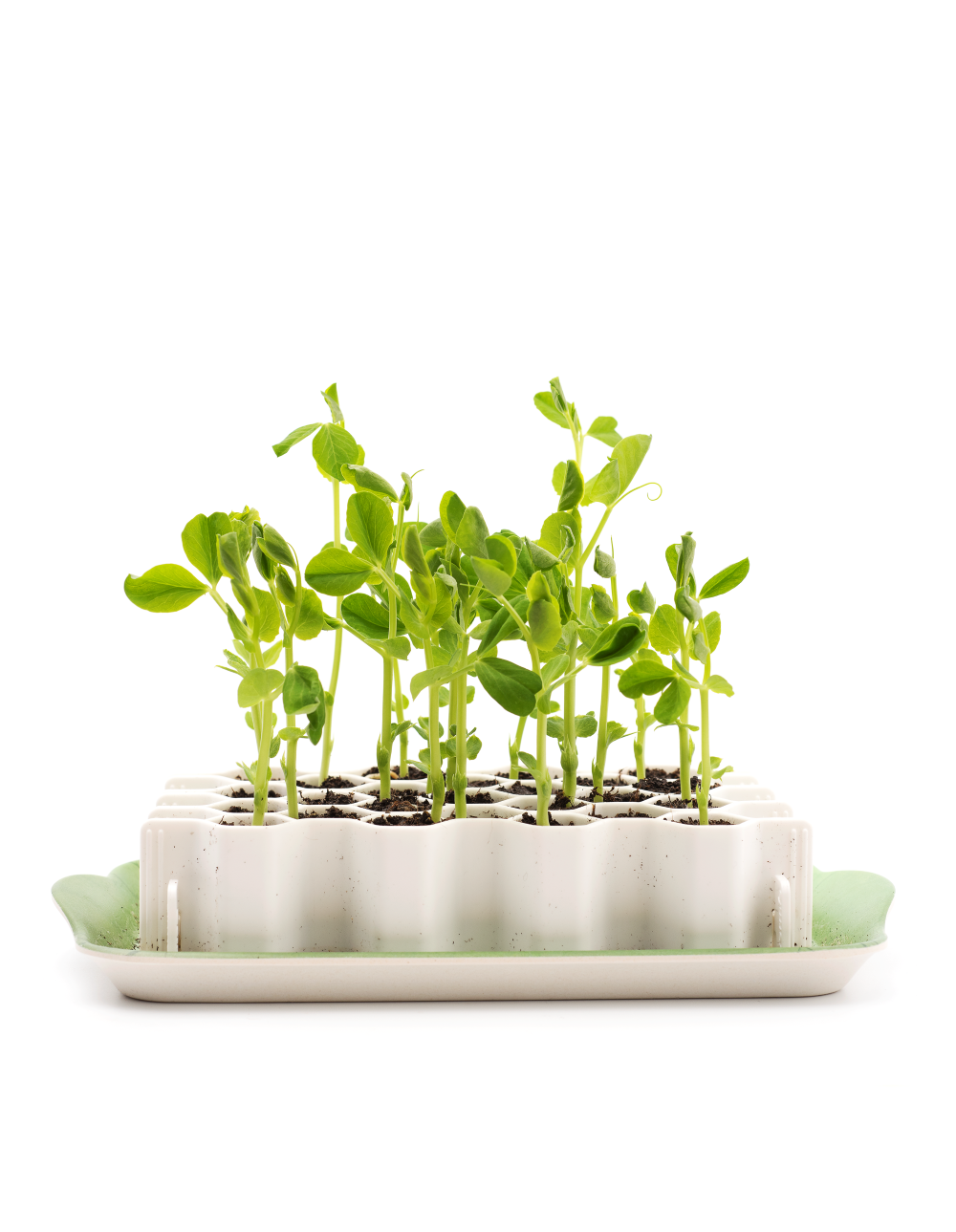 Garden Works - Venta al por mayor Herramientas de jardín - SproutJoy por Garden Works2