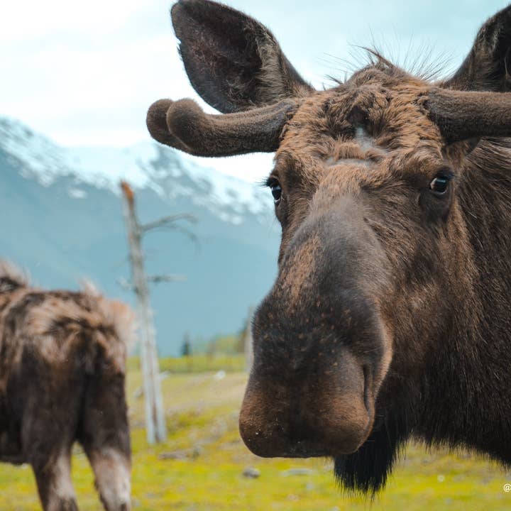 Alaska 17 para venta al por mayor de Autumn Carolynn Photography