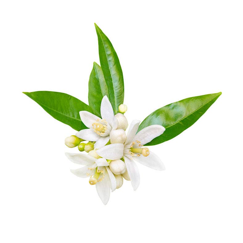 Dame Perfumery - Wholesale Perfume/Eau de Toilette - SOLIFLORE Orange Flower eau de toilette spray 100 ml/3.3 fl oz3