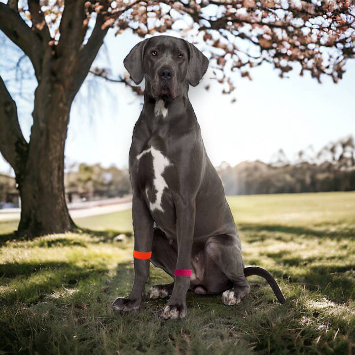AcuBracelet – wholesale Kosttillskott för husdjur - Hund – Ångest- och illamående Akupressurband för din hund-Naturligt botemedel mot stress och rörelsesjuk-Lätt att använda-Naturligt