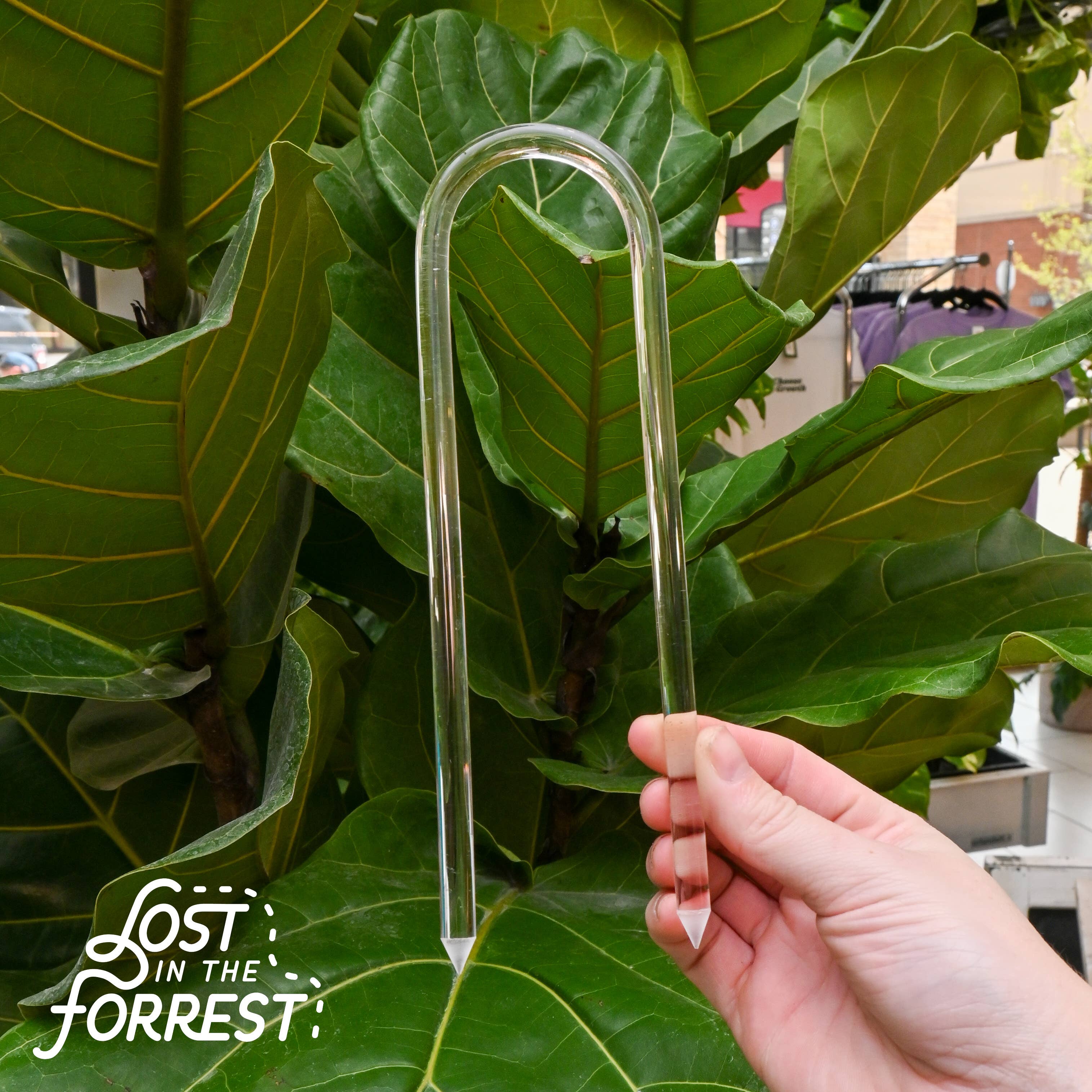 Lost in the Forrest - Wholesale Garden Tool - Glassvine Plant Support Hoop0
