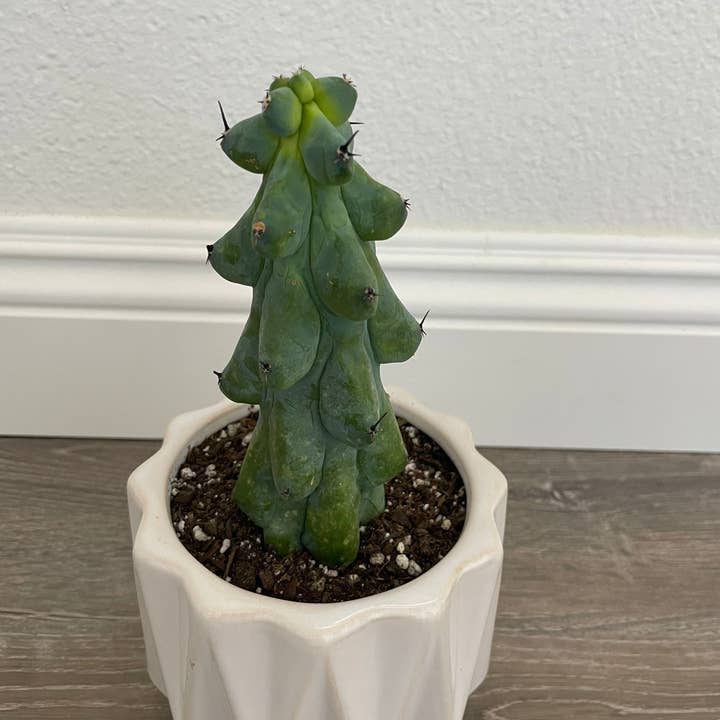 Grow Margo - Wholesale Live Plant - Myrtillocactus Geometrizans - Boobie Cactus Live Rooted2