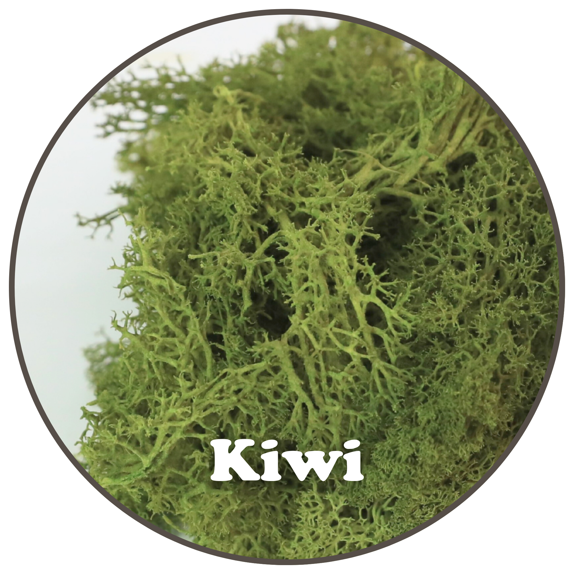 Mossify - Wholesale Planting/Potting Soil - Premium Reindeer Moss (100g & 250g)5