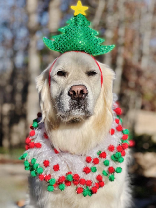 Midlee Designs - Vente Déguisement – chien - Midlee Arbre de Noël Bandeau pour chien6