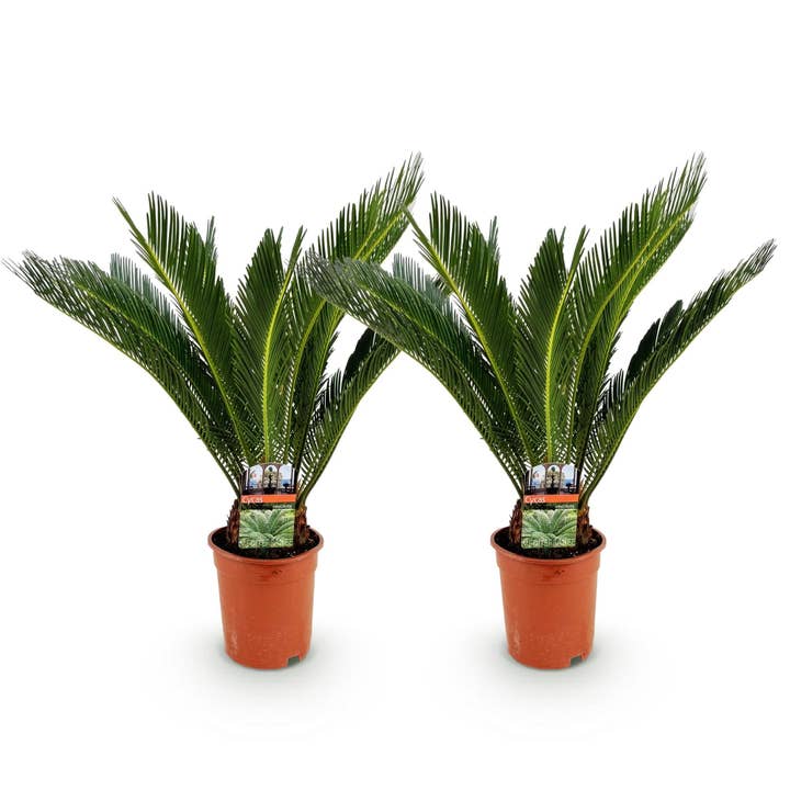 Cycas Revoluta – Palmfarn – 70cm – 17cm – 2 Pflanzen – Pflegeleichte Sago-Palmen im Doppelset – Robuste Zimmerpflanzen mit fiederförmigen Blättern – Elegantes Grün für moderne Innenräume für den Großhandel von Oasis of Life