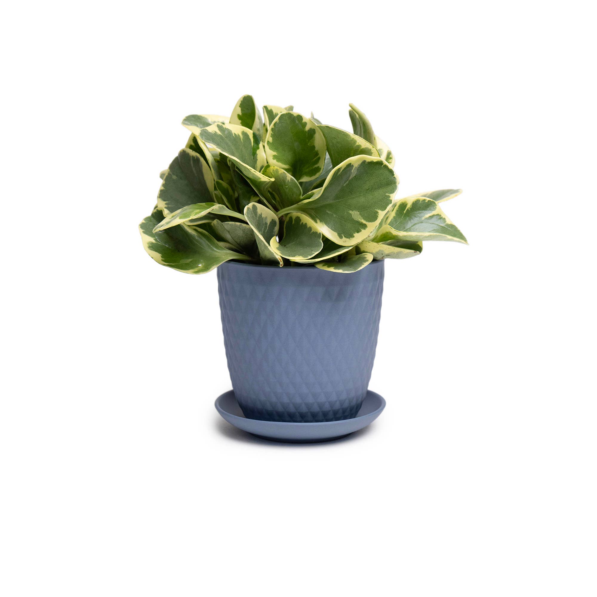 Chive - Wholesale Plant Pot - Handmade Ceramic Virago Pots | Artisan Plant Planters56