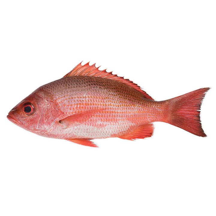 2-4lb Whole American Red Snapper for wholesale by Onatru Foods