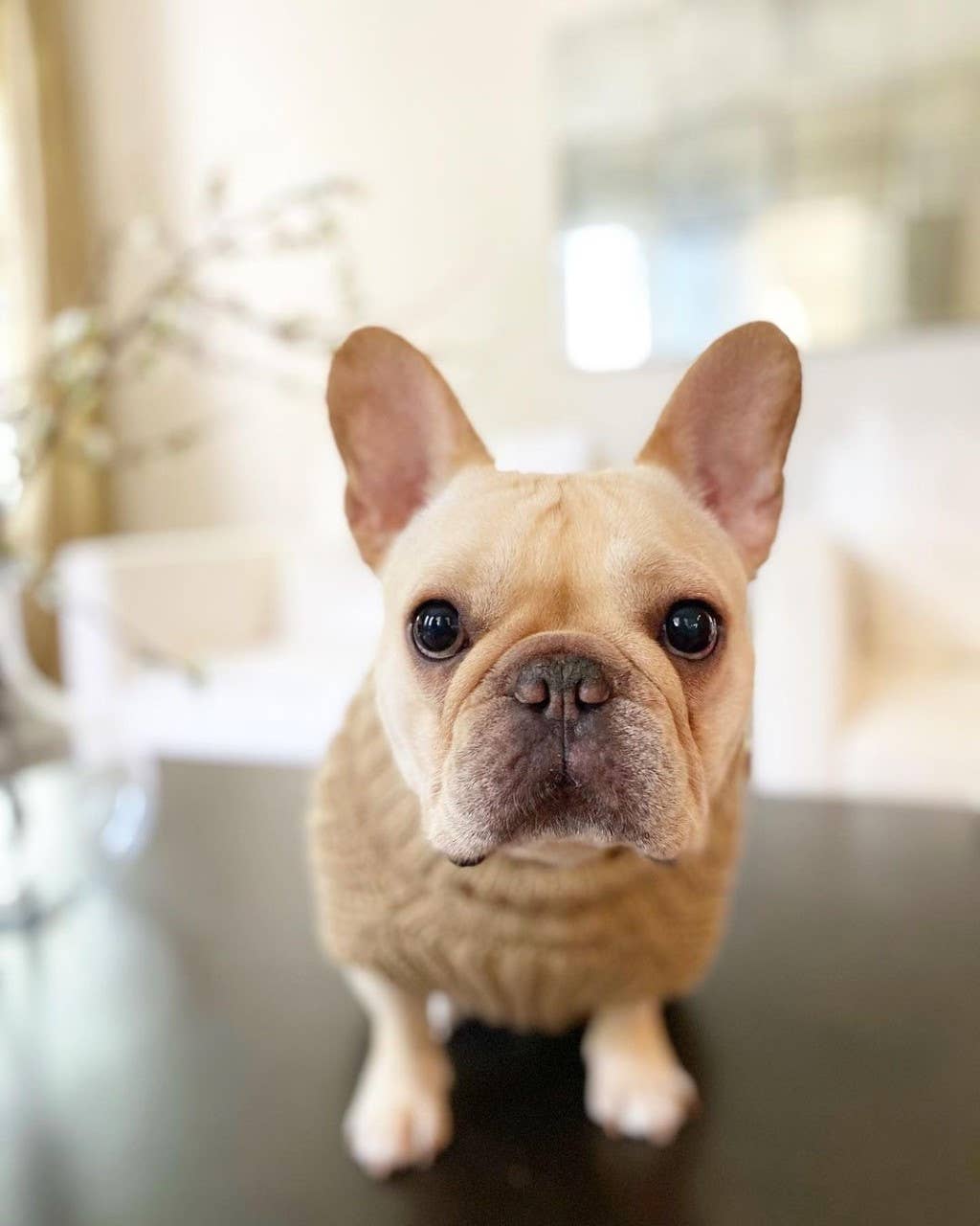 Coca Mocha Suéter para perro 'Adele' con cuello alto de hilo 100 % suave en color marrón de venta al por mayor en Faire2