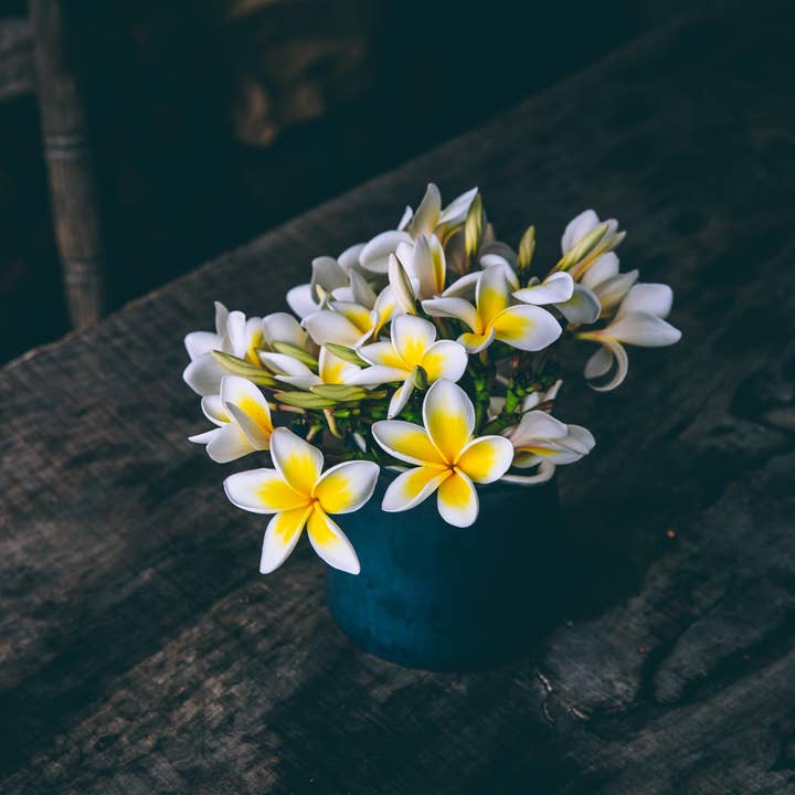 Forget Me Not oils Europe - Wholesale Fragrance Oil - Cedarwood and Jasmine Fragrance Oil