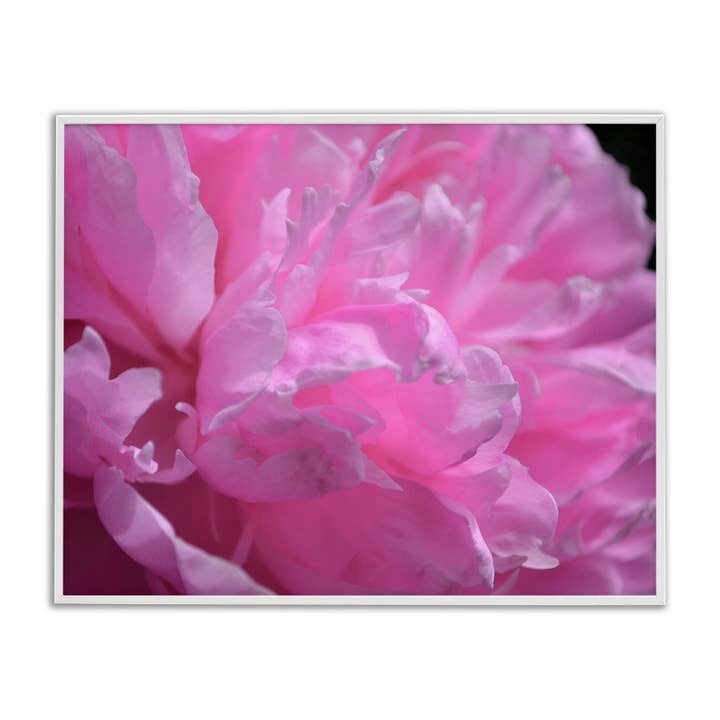 Stupell Industries - Wholesale Wall sign - Pink Carnation Photography - Framed Wall Art19