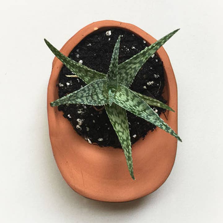 Small Hat Planter for wholesale by Wyatt Little