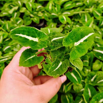 Syngonium Silver Goose for wholesale by Dick's Sticks and Exotics