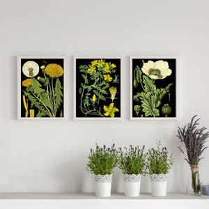  Pressed Flower Art,Wildflower Print,Dried Flowers  Print,Herbarium Print,Black Botanical Prints,Dark Floral Wall Art,Dark Flower  Art, Wall Art, Art Print : Handmade Products