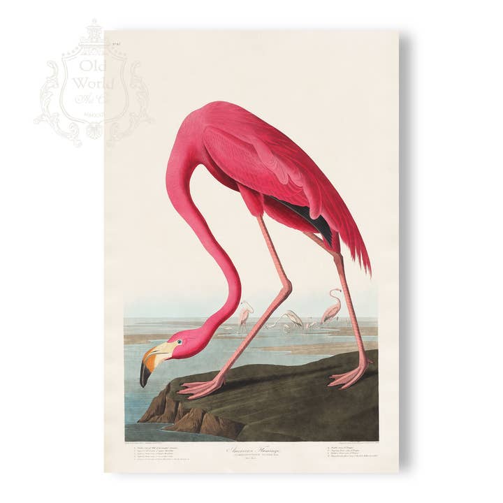 Pink Flamingo Print for wholesale by Old World Art Co.