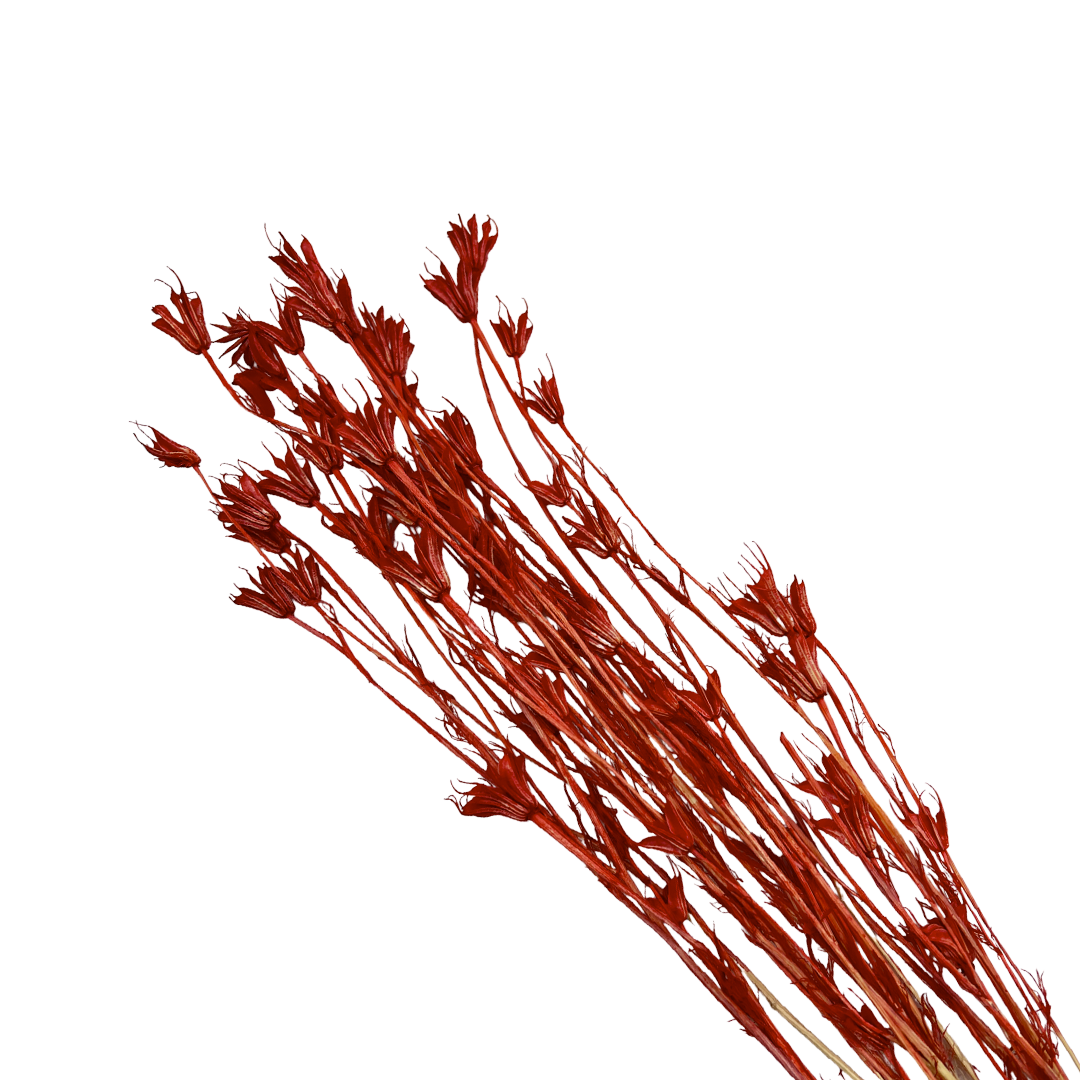 2626 Designs - Wholesale Dried/Pressed Flowers - Dried Octagon Flower, Nigella Orientalis-Love in a Mist, 24"23