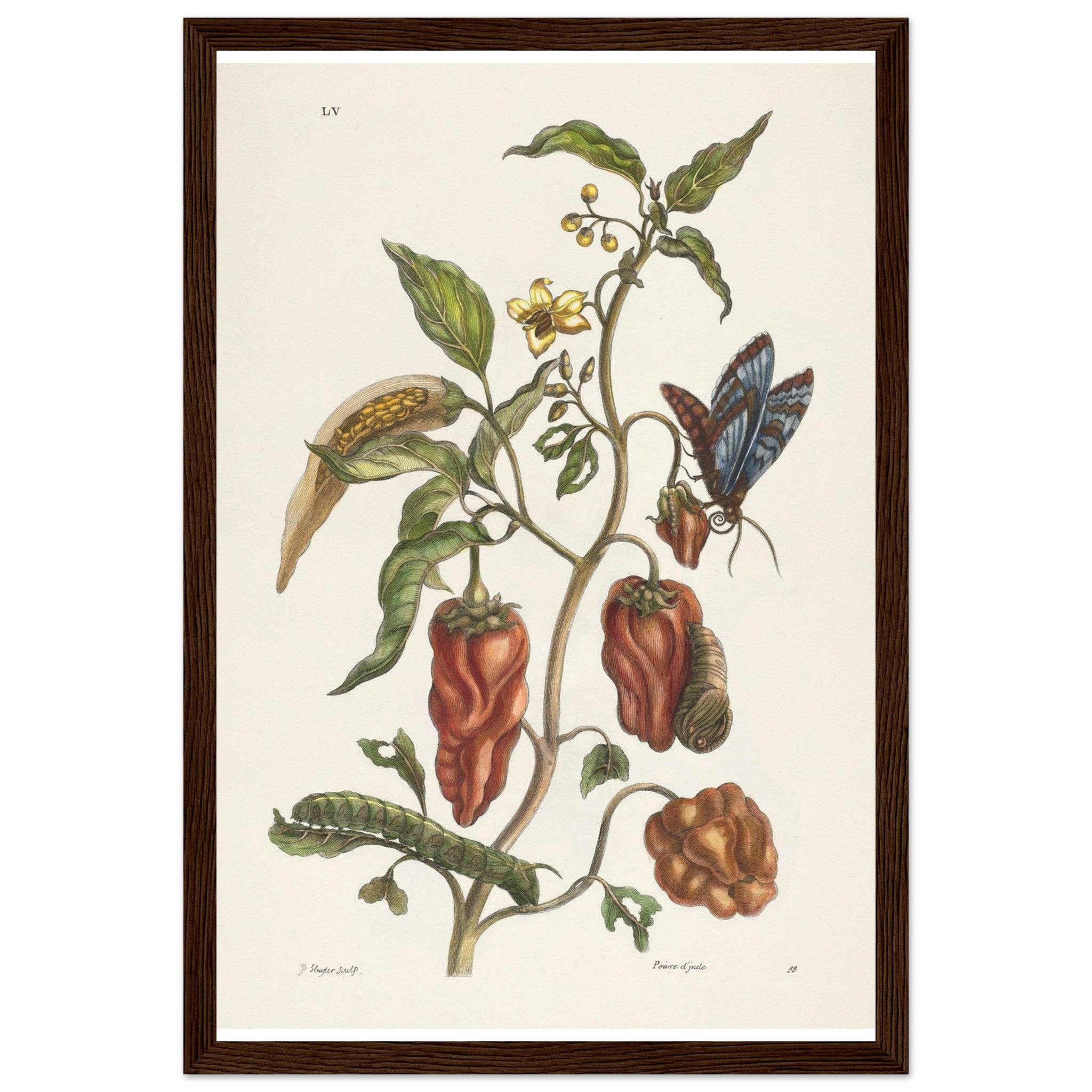 Maison de Paloma - Wholesale Art Print - Poivre d'Inde3