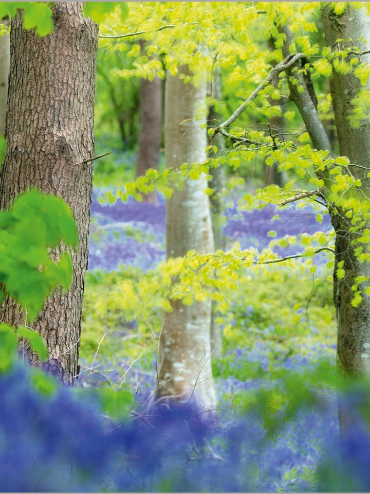 Klokkeblomster i blomst i Charmouth Skov Dorset for engroshandel hos Abacus Cards and Clare Maddicott Publications