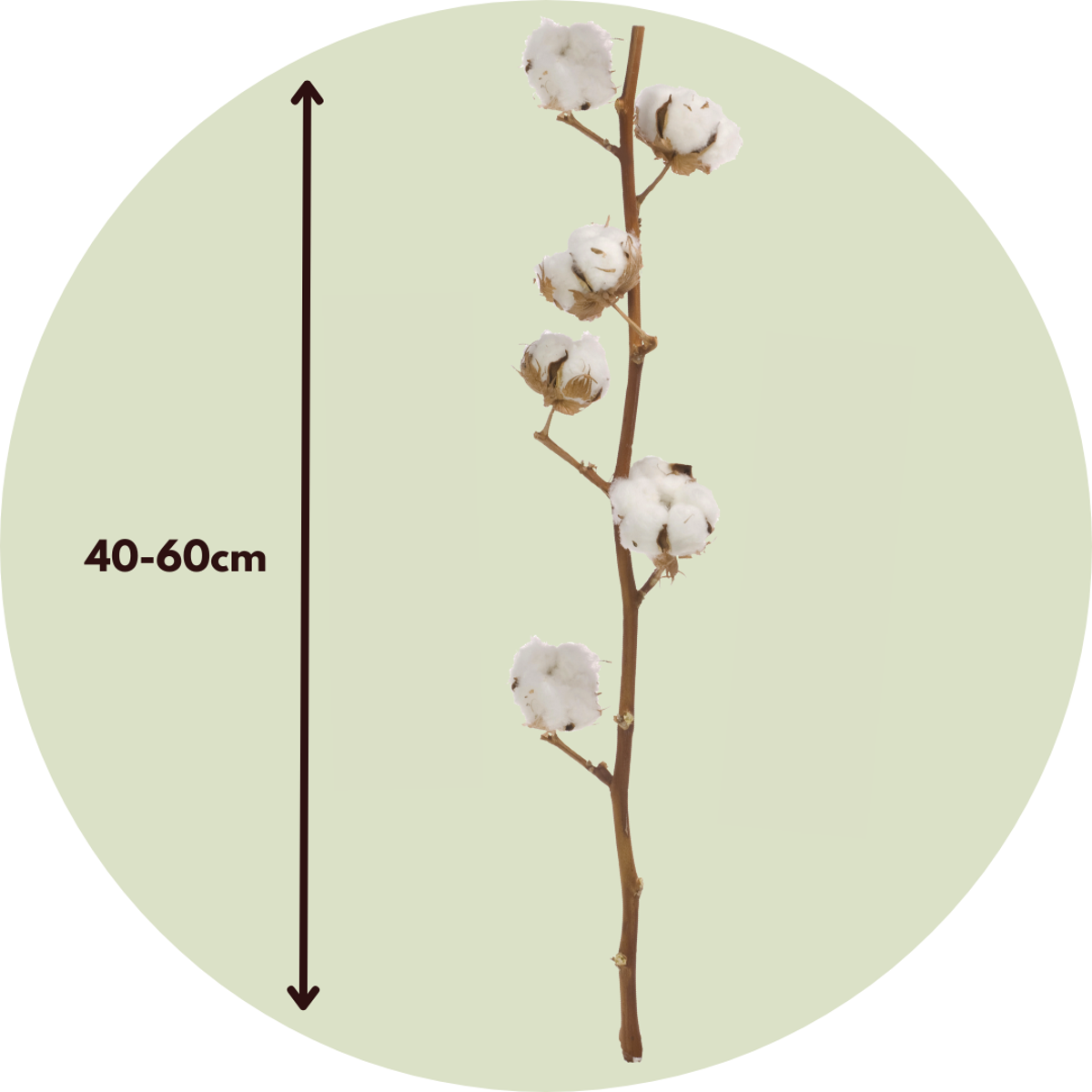 Oasis of Life - Wholesale Dried/Pressed Flowers - Dried Flowers Cotton Branches – Set of 3 – Naturally Dried Cotton – Height 40–60cm – Decoration for Vase, Living Room & Wedding – Durable & Easy to Care For2