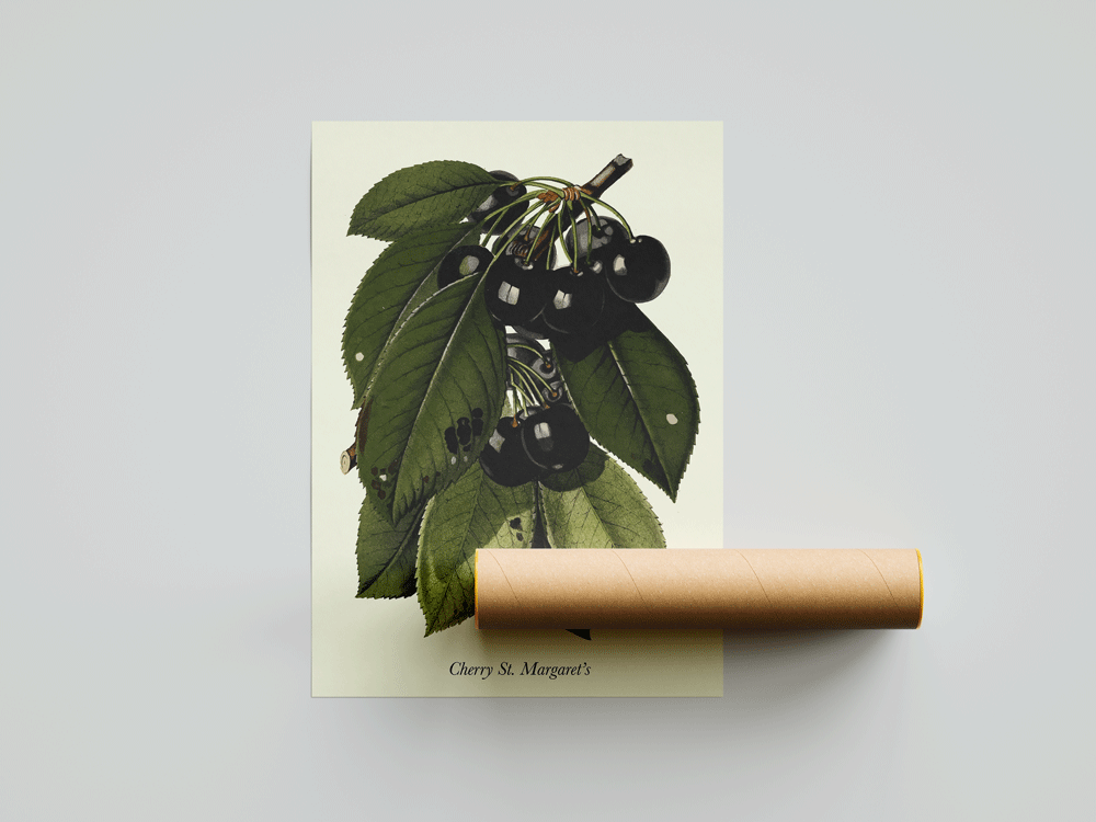 Botaniqe - Wholesale Art Print - St. Margaret's Cherry0