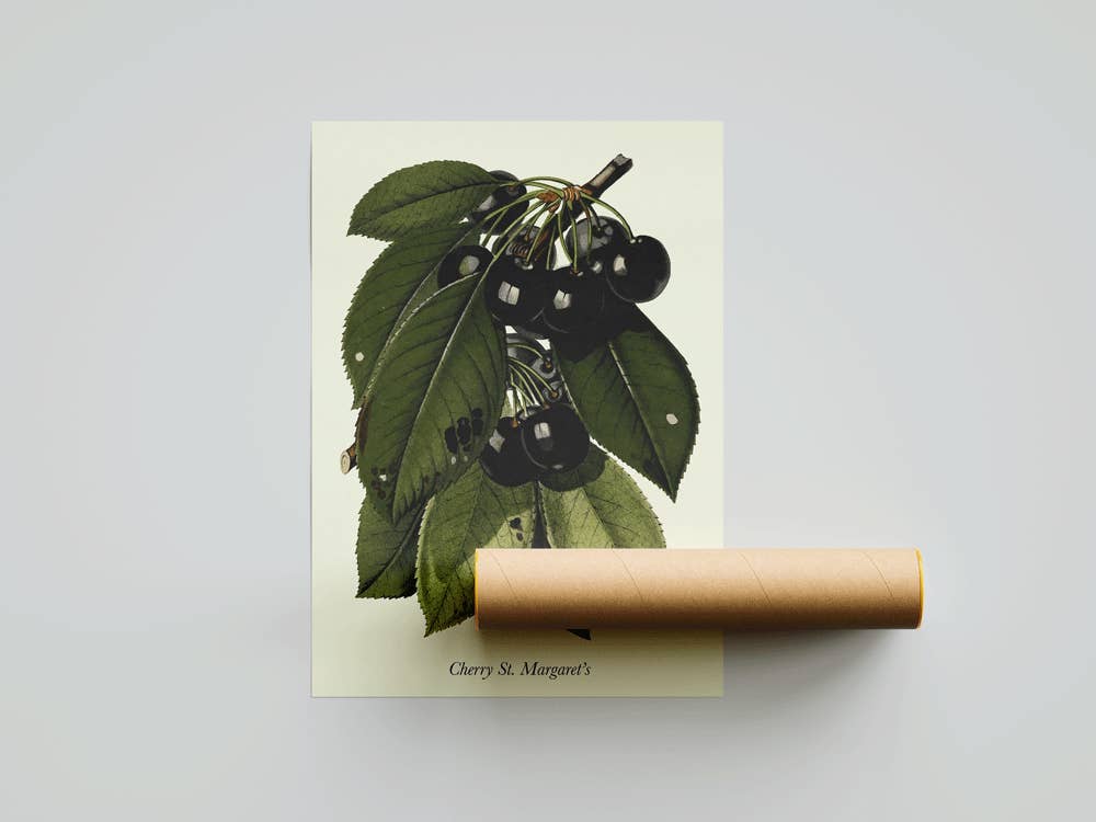 Botaniqe - Wholesale Art Print - St. Margaret's Cherry