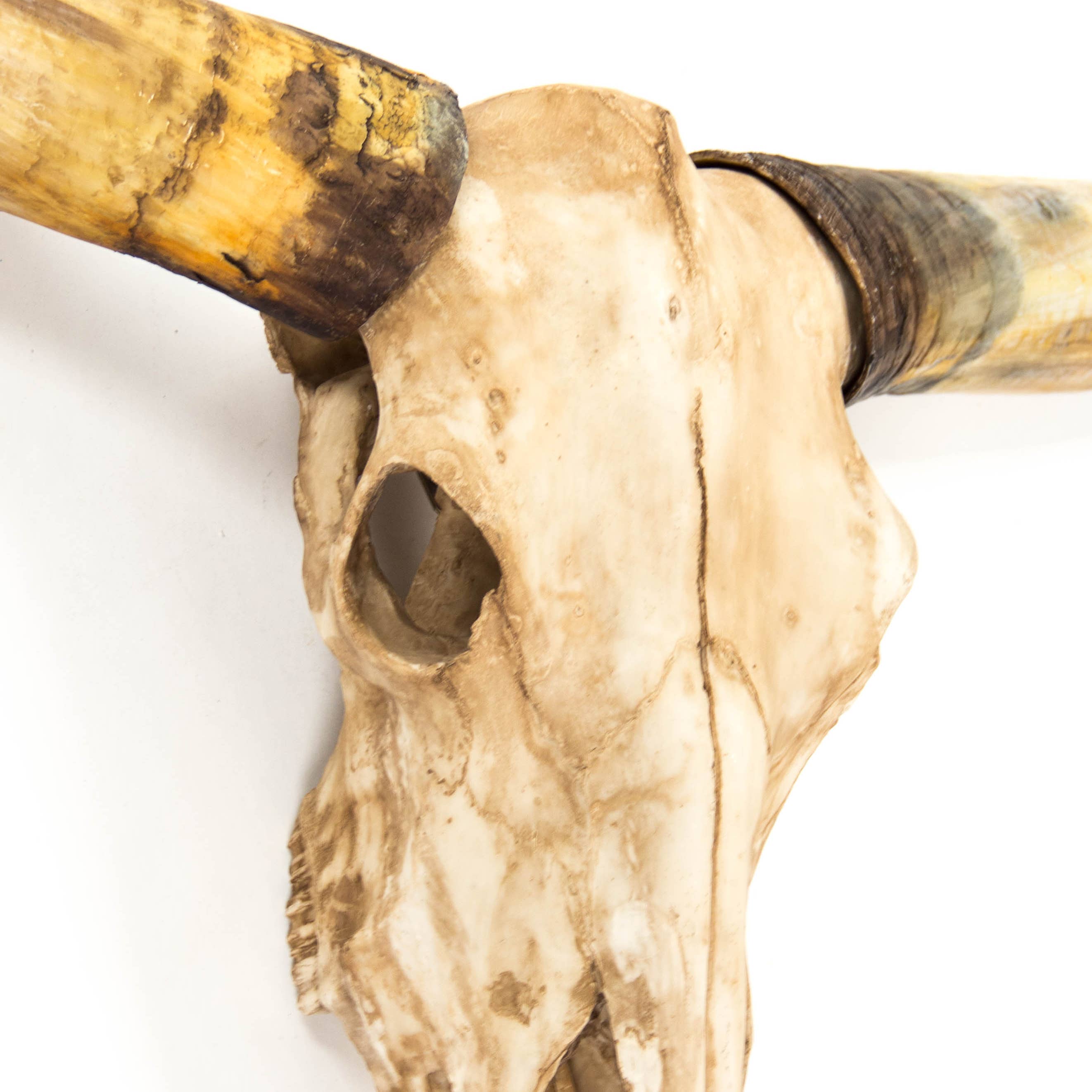 Antique Ivory Texas Long Horn Skull Wall Decor for wholesale on Faire2