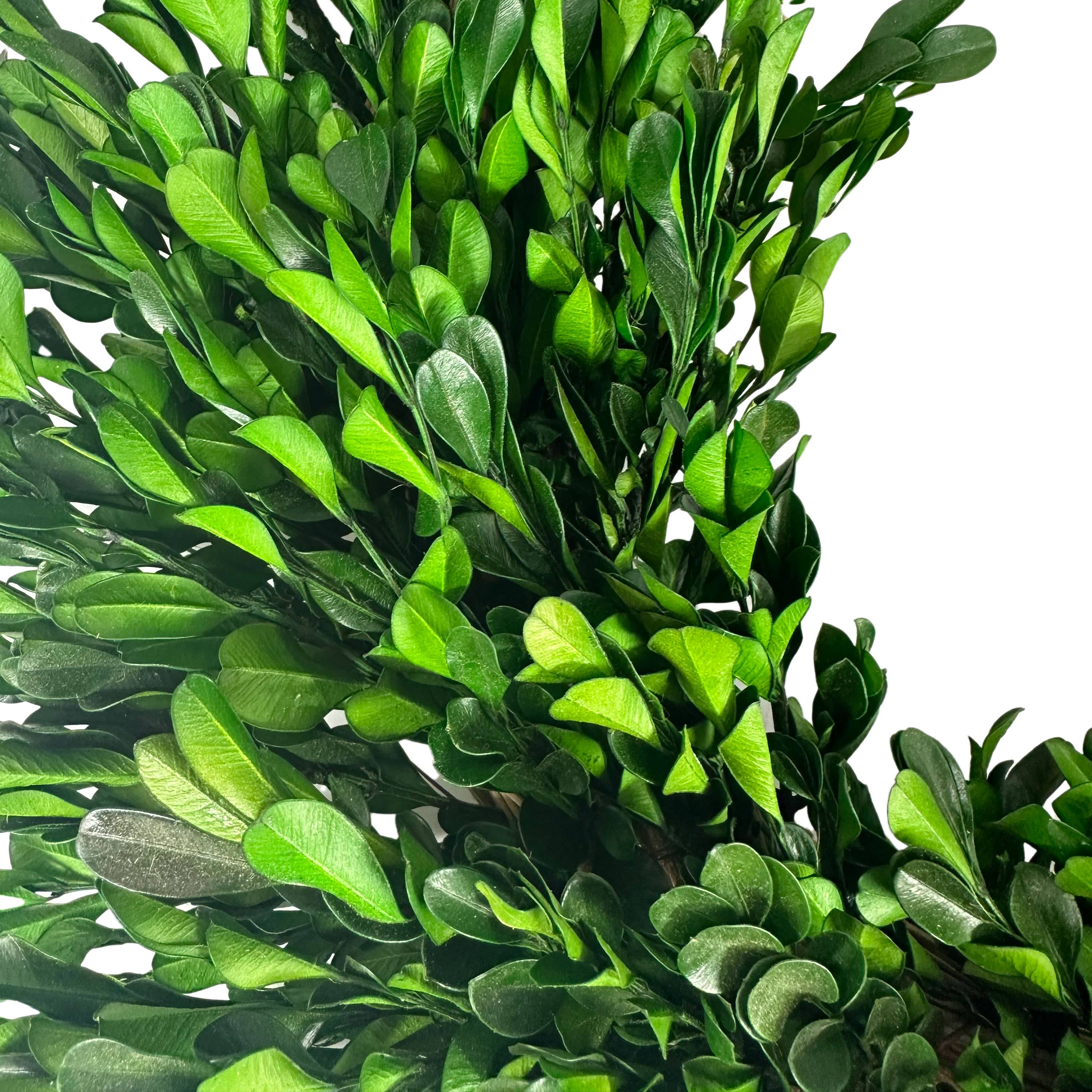 Galt International Company – wholesale Wreath – Naturally Preserved Green Boxwood Wreath 21" + Hanging Loop4