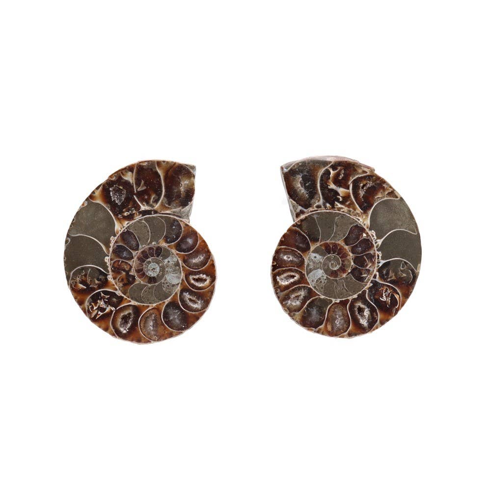 Vives de la Cortada S.L – wholesale Andlig sten/kristall – Ammonitpar 3-4 cm3