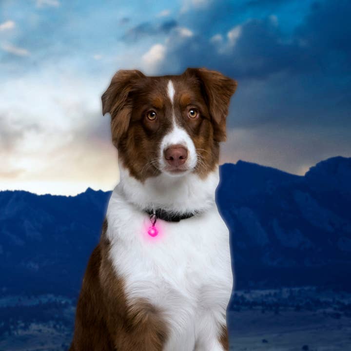 Pet Palette Distribution - Wholesale Pet Collar - Dog - Nite Ize PetLit Collar Light - Pink Jewel