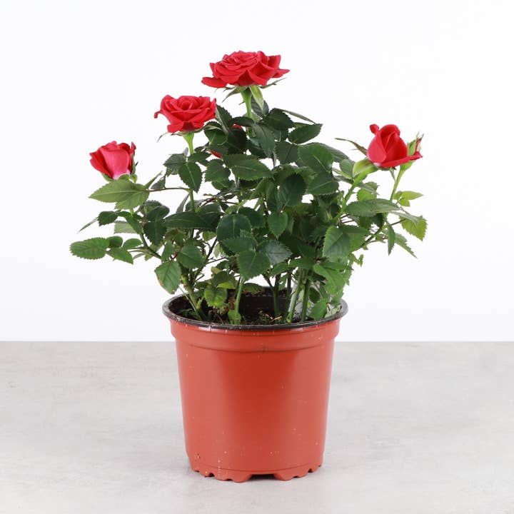 Mini Blooming Rose Plant - Live Plant for wholesale by Thorsen's Greenhouse
