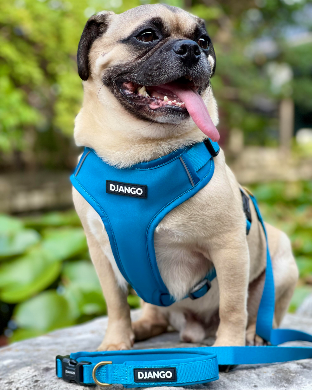 DJANGO - Wholesale Pet Harness - Dog - Adventure Dog Harness - Pacific Blue1