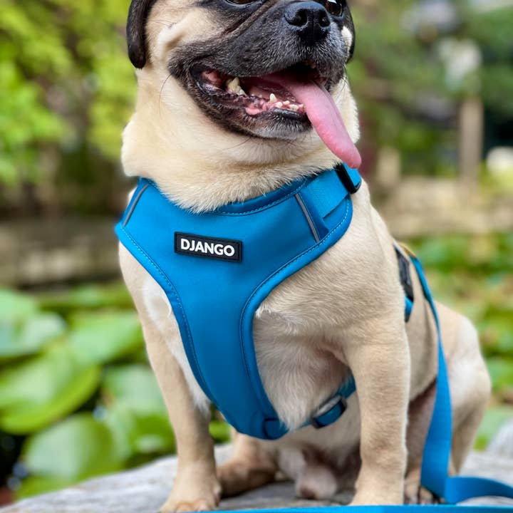 DJANGO - Wholesale Pet Harness - Dog - Adventure Dog Harness - Pacific Blue1
