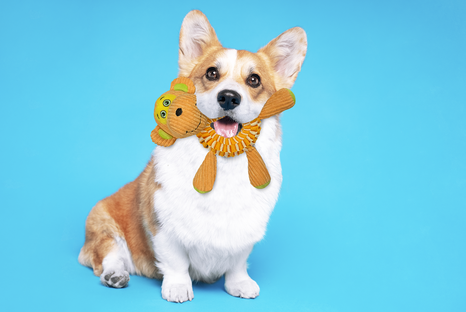 Spunky Pup - Wholesale Pet Plush Toy - Dog - Wibbleez Stretch and Tug Toys3