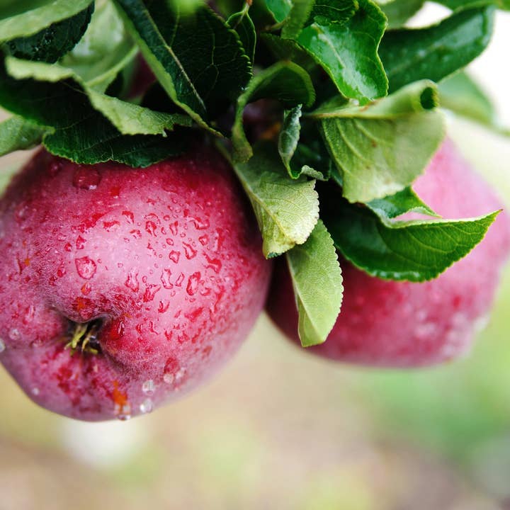 Exotic Dew Breeze Incense Sticks for wholesale by Beaches of Tunisia, LLC