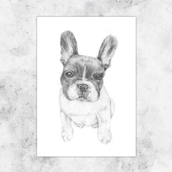 Illustration Pablo french bulldog - art print for wholesale by Kirsty McGill
