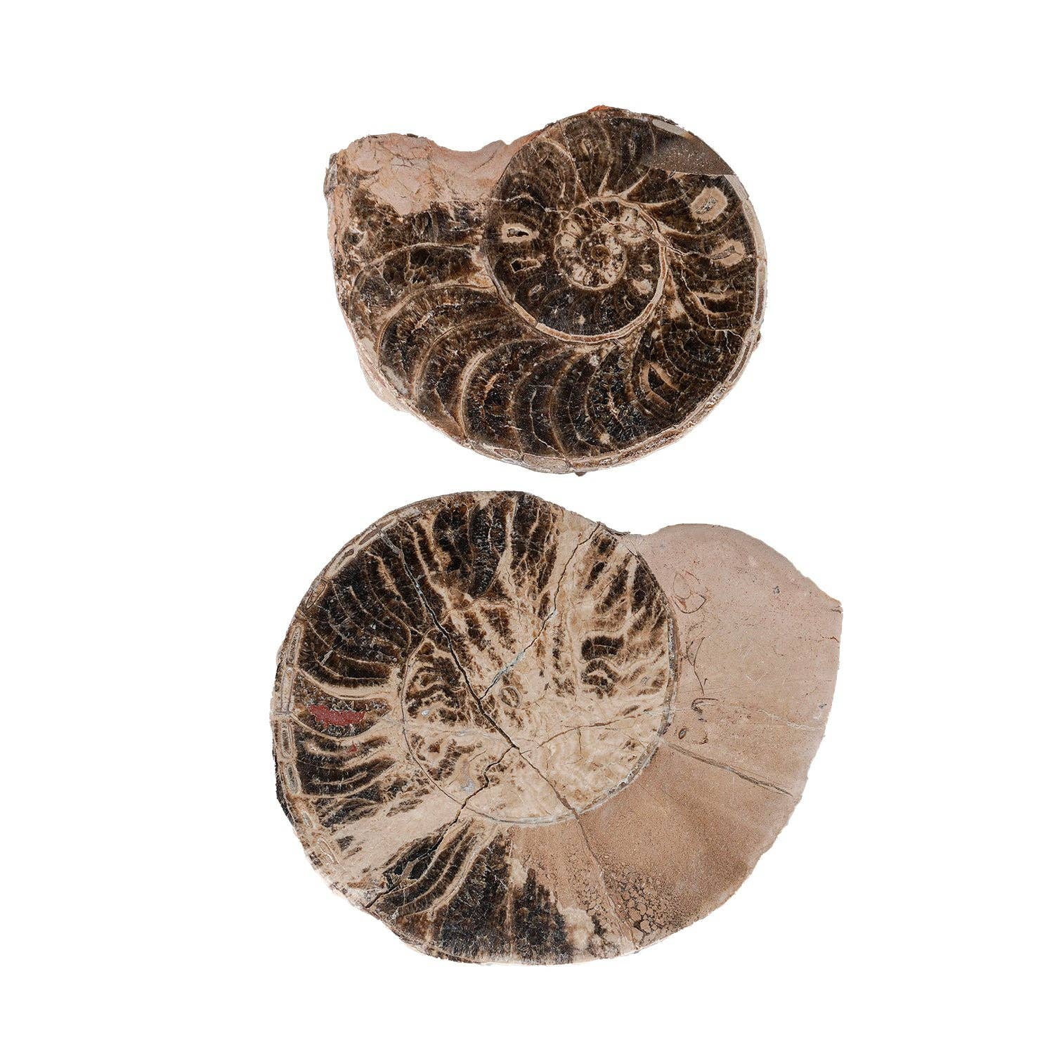 Blue Ocean Traders - Wholesale Spiritual Stone/Crystal - Split Polished Ammonite Pair4