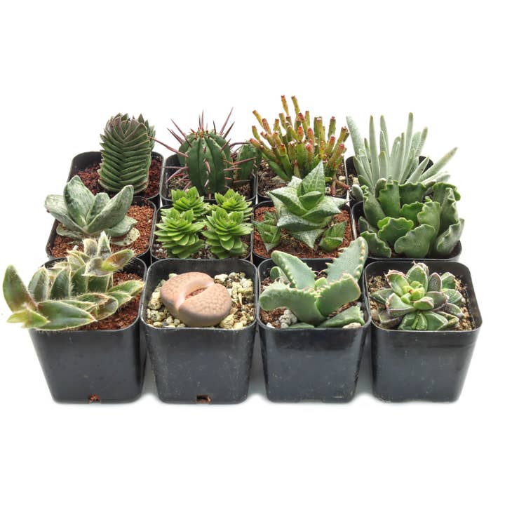 Mountain Crest Gardens - Wholesale Succulent - Rare & Unique Succulent 12-Pack (12 Varieties, 2" Pots)