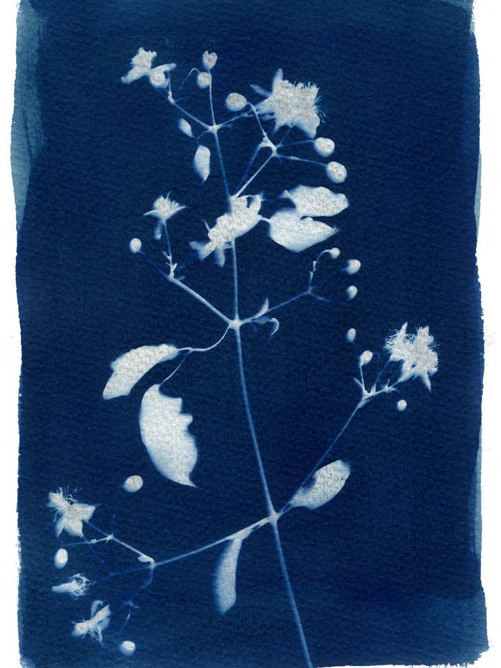 'Unknown Wildflower' Botanische blauwe beeldende kunst Giclee Print A4 voor wholesale door Made By McDuff