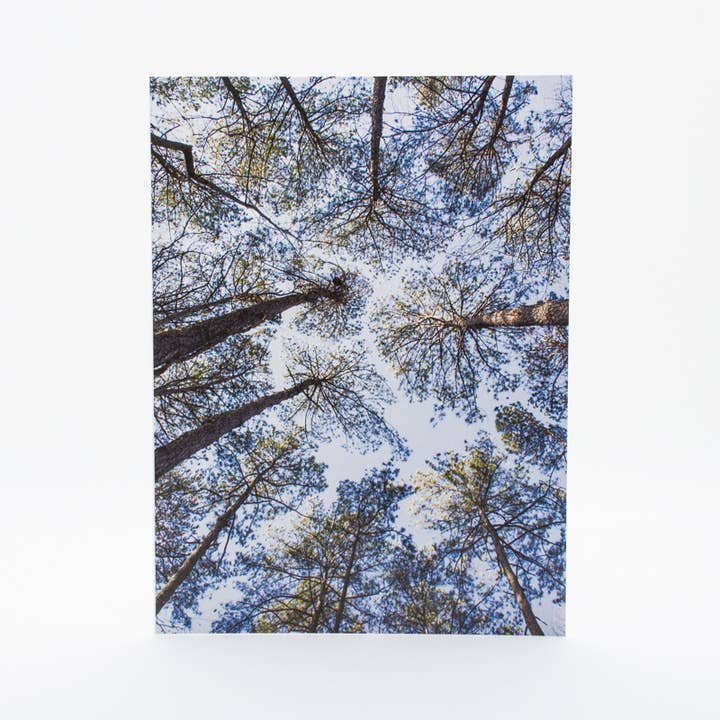 Wren - Wholesale Everyday Greeting Card - Pine Trees | Skyward (Blank inside) Greeting Card2
