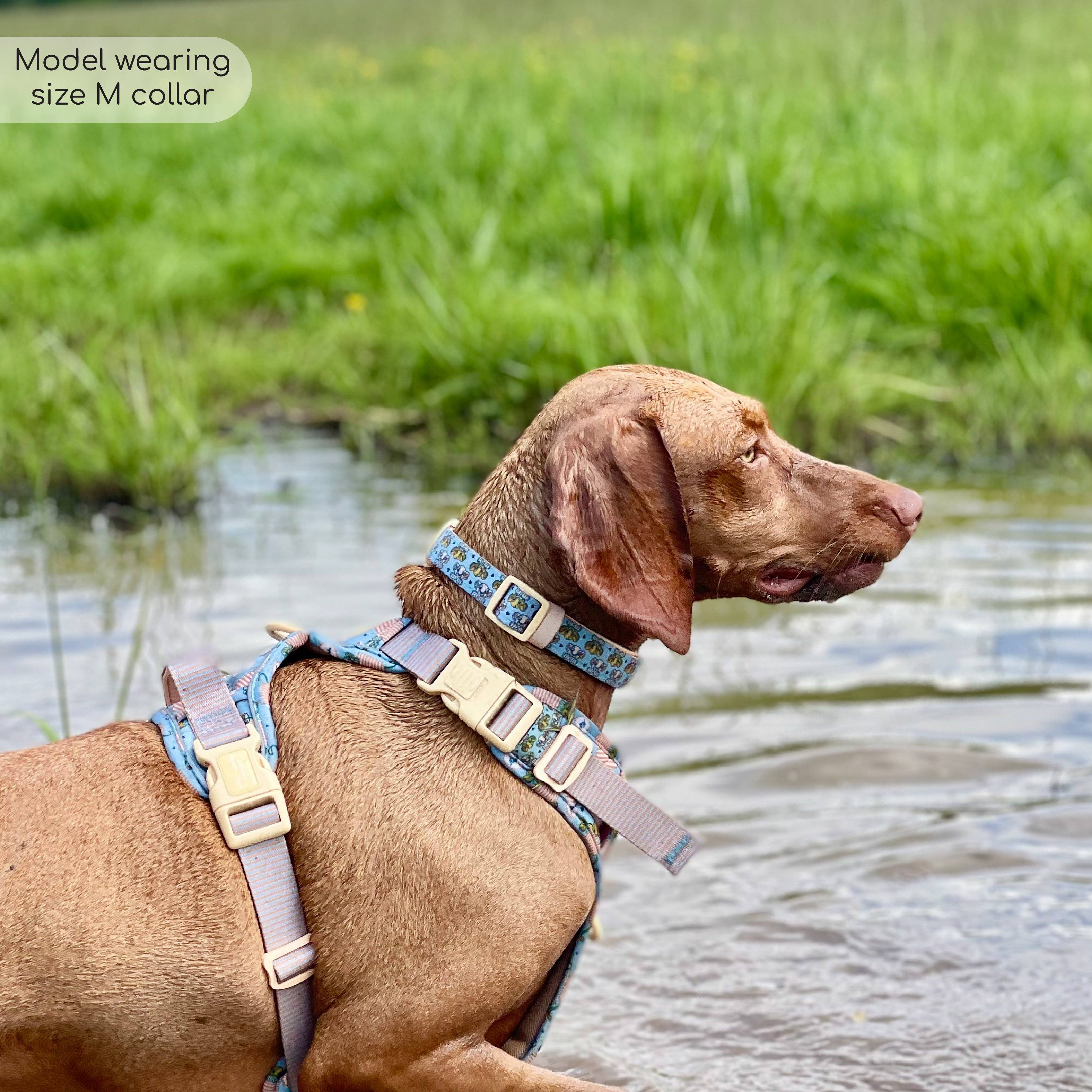 Pawsome Paws - Vendita all'ingrosso Collare - Cani - Collare Disney© - Amici del leone8