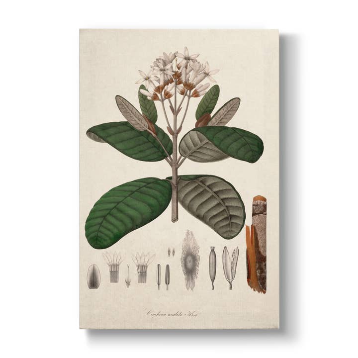 Cinchona undata - Botanical Print for wholesale by La Bouquetiere French Collections