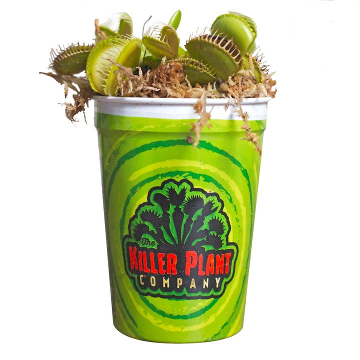 Killer Plant Company - Wholesale Live Plant - Venus Fly Traps w/ Humidity Dome