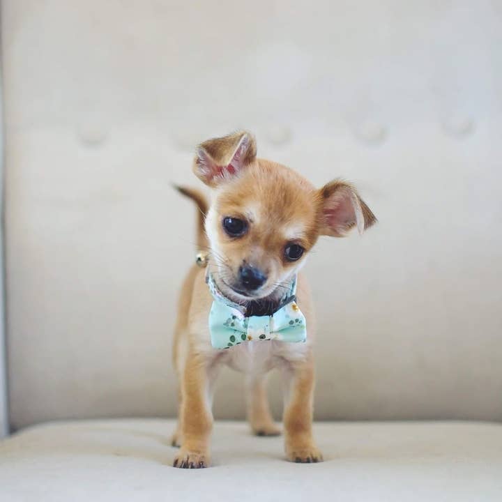 Coco and Pud – wholesale Halsband - Hund – Coco & Pud franska Azure-hundkrage2