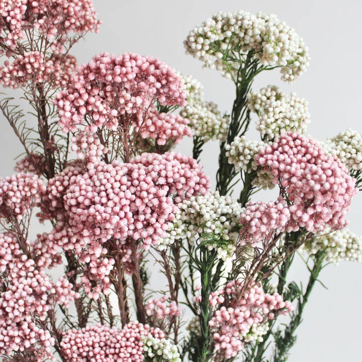 Rice Flower - Preserved for wholesale by Roxanne's Dried Flowers