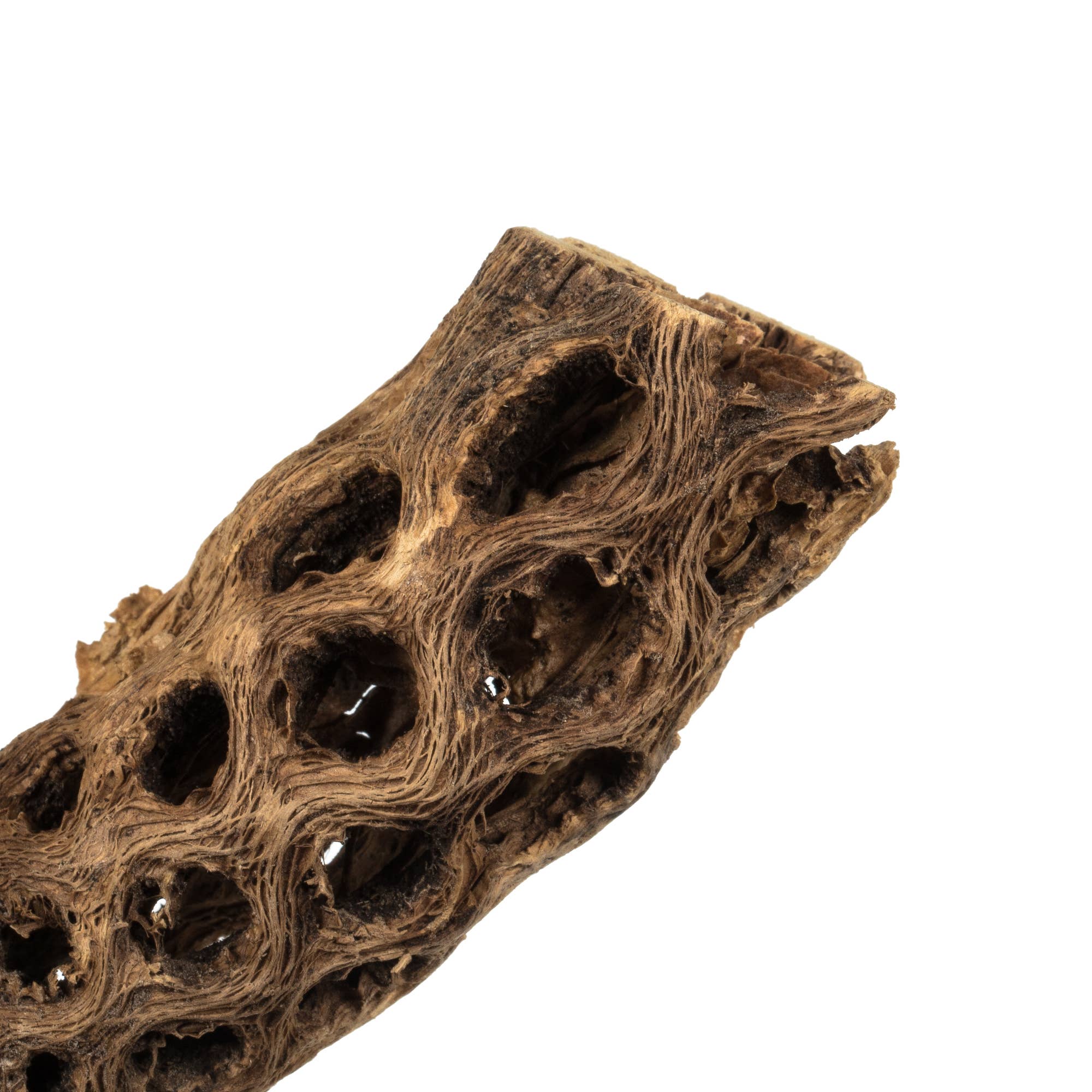 Vickerman 10-12" Natural Cholla Deco Segment, 1 piece, Dried for wholesale on Faire2