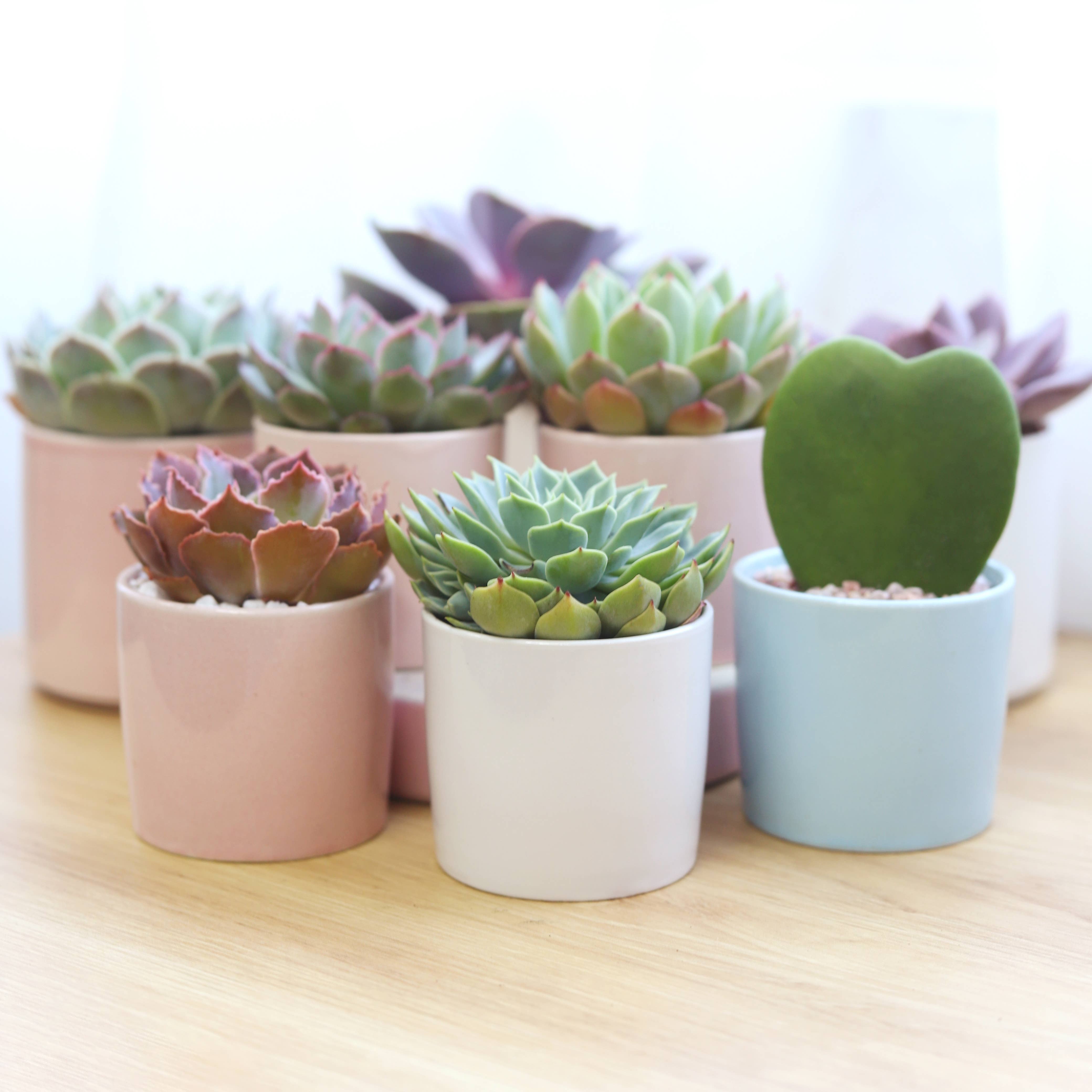 Best Plant Friend - Wholesale Live Plant - Hoya Kerrii Heart - Heart Shaped Houseplants - 2/4 inch Pot9