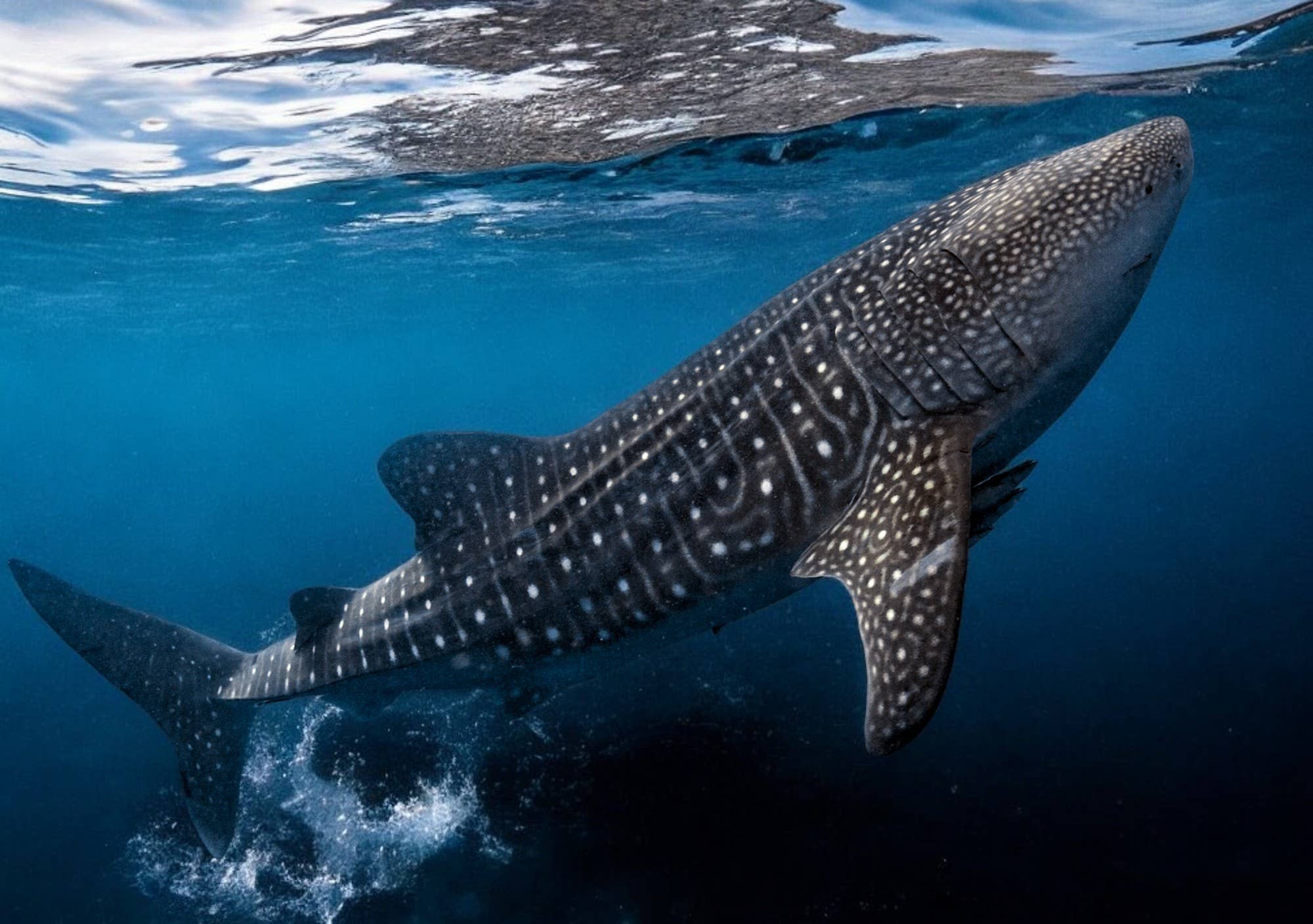 Big Blue by Roland St John - Vente Colliers à pendentif - Requin baleine8