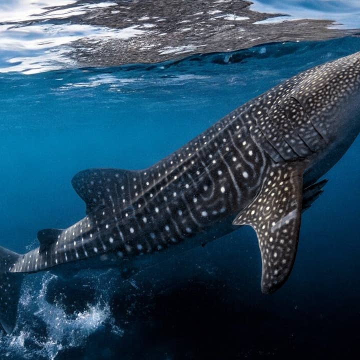 Big Blue by Roland St John - Vente Colliers à pendentif - Requin baleine8