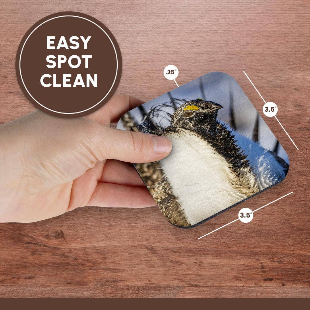 3dRose - Wholesale Coasters - 3dRose, USA, WY. Portrait of a male Greater Sage Grouse on a lek in Spring., Coaster13