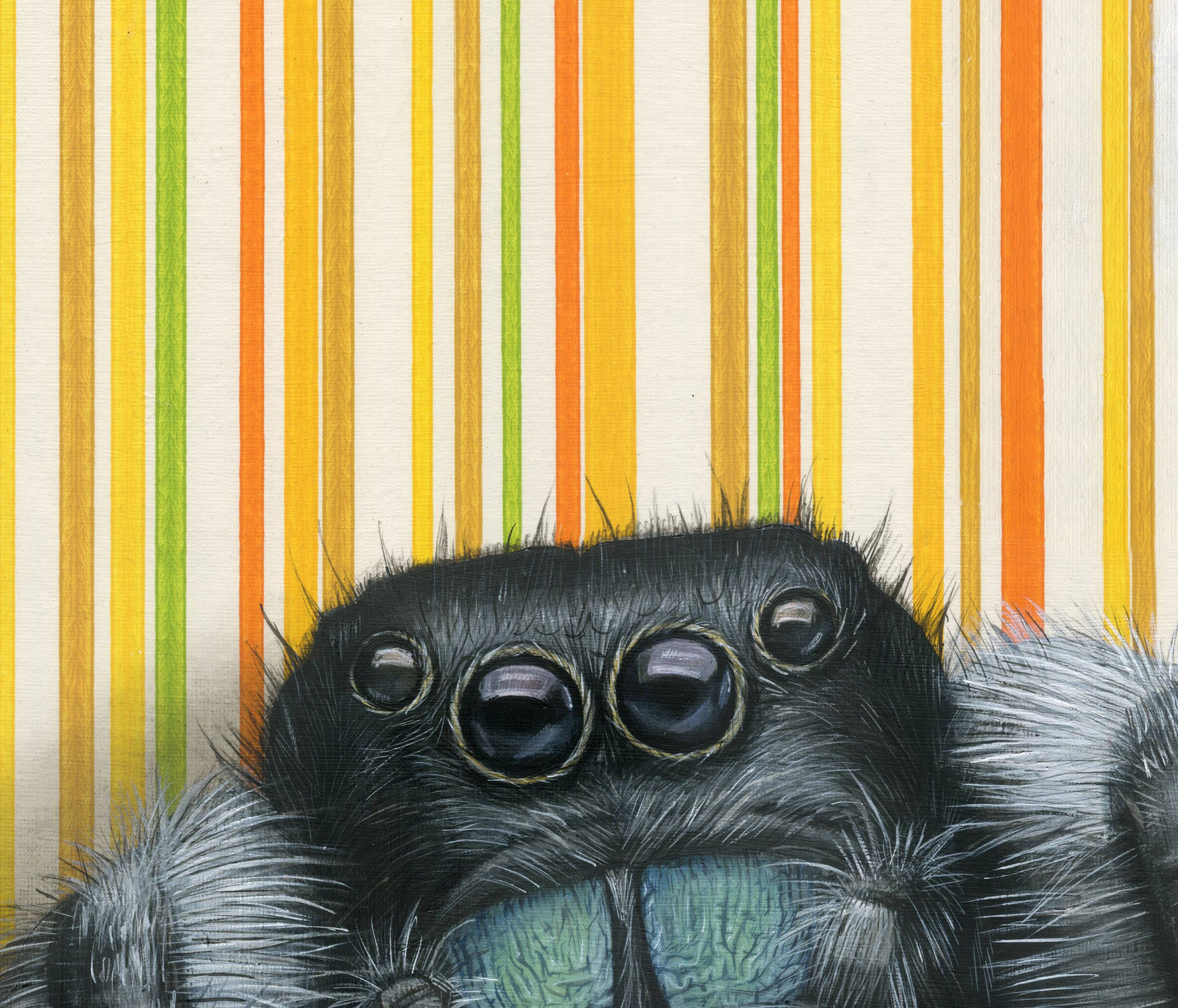 Emily Uchytil - Wholesale Art Print - Jumping Spider - Fine Art Print - Insect Illustration2